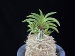 변경환 弁慶丸 Benkeimaru