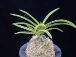 청왕금 青王錦 Seio Nishiki