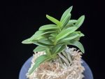 청력 青力 Seiryoku