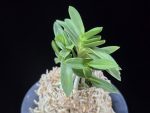 청력 青力 Seiryoku