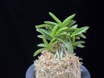청력 青力 Seiryoku