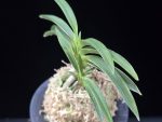 한라 漢拏 Hanra(Harura)