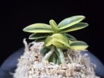 취월호 翠月湖 Chwiwolho(Seedling)