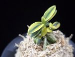 취월호 翠月湖 Chwiwolho(Seedling)
