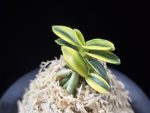 취월호 翠月湖 Chwiwolho(Seedling)