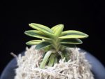 취월호 翠月湖 Chwiwolho(Seedling)