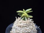 취월호 翠月湖 Chwiwolho(Seedling)