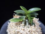 취월호 翠月湖 Chwiwolho(Seedling)
