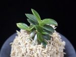 취월호 翠月湖 Chwiwolho(Seedling)