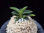 취월호 翠月湖 Chwiwolho(Seedling)