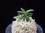 취월호 翠月湖 Chwiwolho(Seedling)