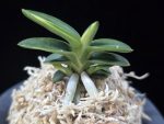 취월호 翠月湖 Chwiwolho(Seedling)