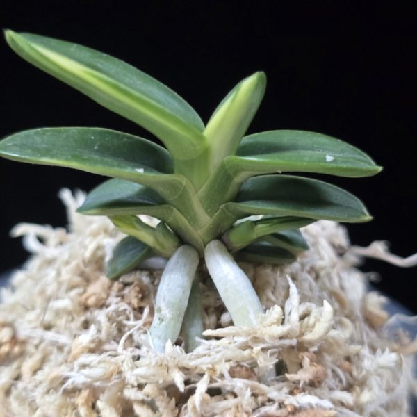 취월호 翠月湖 Chwiwolho(Seedling)