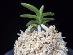 취월호 翠月湖 Chwiwolho(Seedling)