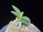 취월호 翠月湖 Chwiwolho(Seedling)