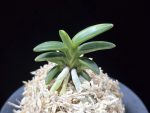 취월호 翠月湖 Chwiwolho(Seedling)