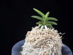 취월호 翠月湖 Chwiwolho(Seedling)