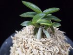 취월호 翠月湖 Chwiwolho(Seedling)