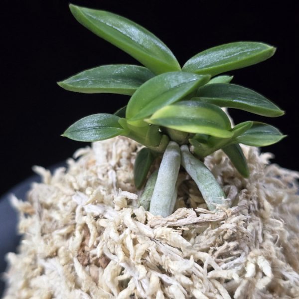 취월호 翠月湖 Chwiwolho(Seedling)