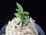 취월호 翠月湖 Chwiwolho(Seedling)