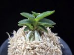 취월호 翠月湖 Chwiwolho(Seedling)