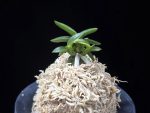 취월호 翠月湖 Chwiwolho(Seedling)