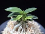 취월호 翠月湖 Chwiwolho(Seedling)