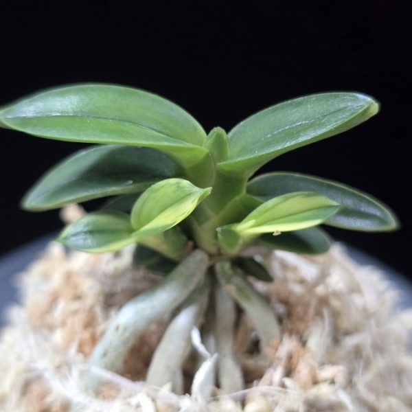 취월호 翠月湖 Chwiwolho(Seedling)