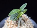 취월호 翠月湖 Chwiwolho(Seedling)