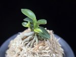 취월호 翠月湖 Chwiwolho(Seedling)