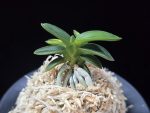 취월호 翠月湖 Chwiwolho(Seedling)