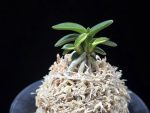 취월호 翠月湖 Chwiwolho(Seedling)