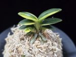 취월호 翠月湖 Chwiwolho(Seedling)