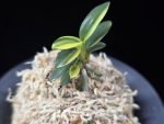 취월호 翠月湖 Chwiwolho(Seedling)