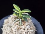 취월호 翠月湖 Chwiwolho(Seedling)