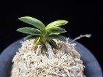 취월호 翠月湖 Chwiwolho(Seedling)