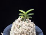 취월호 翠月湖 Chwiwolho(Seedling)