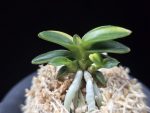 취월호 翠月湖 Chwiwolho(Seedling)