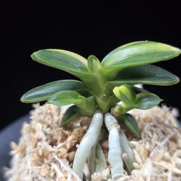 취월호 翠月湖 Chwiwolho(Seedling)