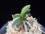 취월호 翠月湖 Chwiwolho(Seedling)