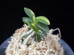 취월호 翠月湖 Chwiwolho(Seedling)