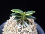 취월호 翠月湖 Chwiwolho(Seedling)