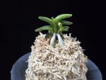 취월호 翠月湖 Chwiwolho(Seedling)