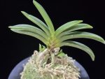 일향왕 日向王 Himukao