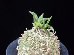 일향왕 日向王 Himukao