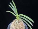 소야소정 小野の小町 Ononokomachi
