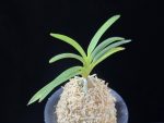 소야소정 小野の小町 Ononokomachi