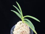 소야소정 小野の小町 Ononokomachi
