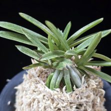 은사시 銀沙施 Eunsasi (Honghyeon*Ginseikan)