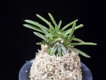 은사시 銀沙施 Eunsasi (Honghyeon*Ginseikan)